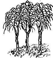 第二九象:壬辰,巽下震上,恆